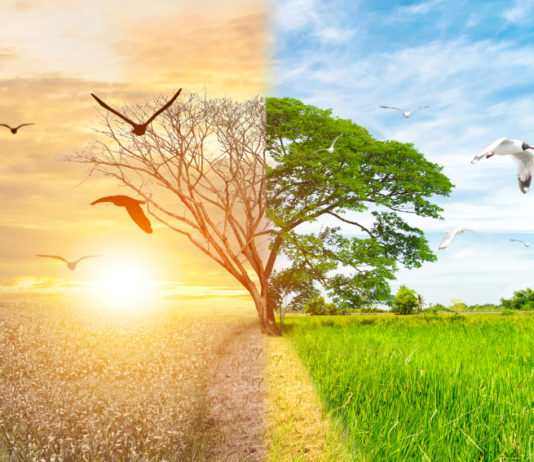 Giornata mondiale dell’ambiente, Federcaccia: “Cacciatori fondamentali per tutela habitat” giornata mondiale dell'ambiente: albero metà secco e metà rigoglioso, a simboleggiare la difesa della biodiversità