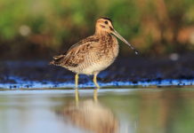 Monitoraggio del beccaccino: il progetto di Acma verso la seconda fase monitoraggio del beccaccino: beccaccino in ambiente acquatico
