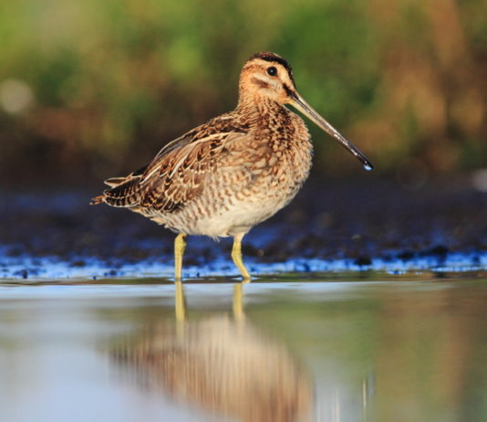 Monitoraggio del beccaccino: il progetto di Acma verso la seconda fase monitoraggio del beccaccino: beccaccino in ambiente acquatico