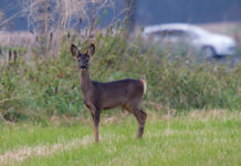 Monitoraggio della fauna selvatica: iniziativa a Ferrara monitoraggio della fauna selvatica: capriolo vicino a una strada in cui passa un'automobile