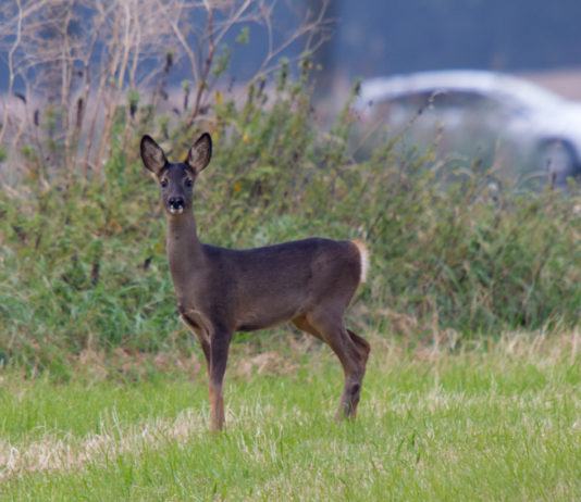 Monitoraggio della fauna selvatica: iniziativa a Ferrara monitoraggio della fauna selvatica: capriolo vicino a una strada in cui passa un'automobile