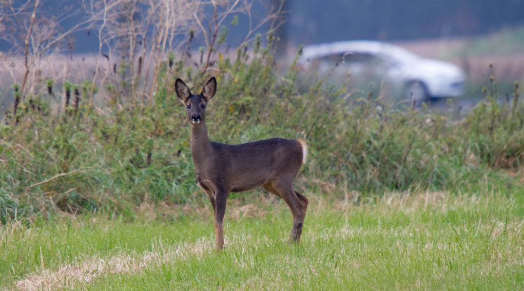 Monitoraggio della fauna selvatica iniziativa a Ferrara monitoraggio della fauna selvatica: capriolo vicino a una strada in cui passa un'automobile