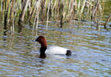 Moriglione e pavoncella nei calendari venatori, Federcaccia scrive alle Regioni moriglione e pavoncella nei calendari venatori: moriglione (Aythya ferina, common pochard) in ambiente acquatico