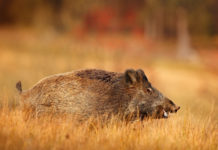 Nuovi percorsi formativi per cacciare il cinghiale in Lombardia cacciare il cinghiale in Lombardia: cinghiale in un campo