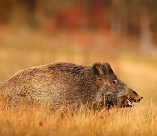 Nuovi percorsi formativi per cacciare il cinghiale in Lombardia cacciare il cinghiale in Lombardia: cinghiale in un campo