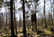 Possibile sostituire i rappresentanti delle associazioni venatorie nell’Atc: la sentenza del Consiglio di Stato Possibile sostituire i rappresentanti delle associazioni venatorie nell’Atc la sentenza del Consiglio di Stato: altana in foresta