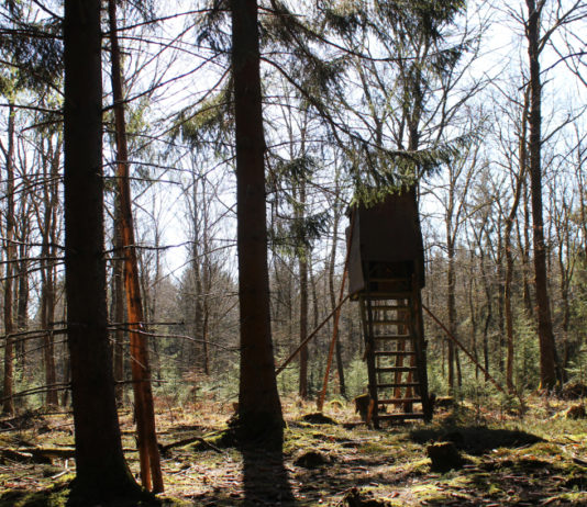 Possibile sostituire i rappresentanti delle associazioni venatorie nell’Atc: la sentenza del Consiglio di Stato Possibile sostituire i rappresentanti delle associazioni venatorie nell’Atc la sentenza del Consiglio di Stato: altana in foresta