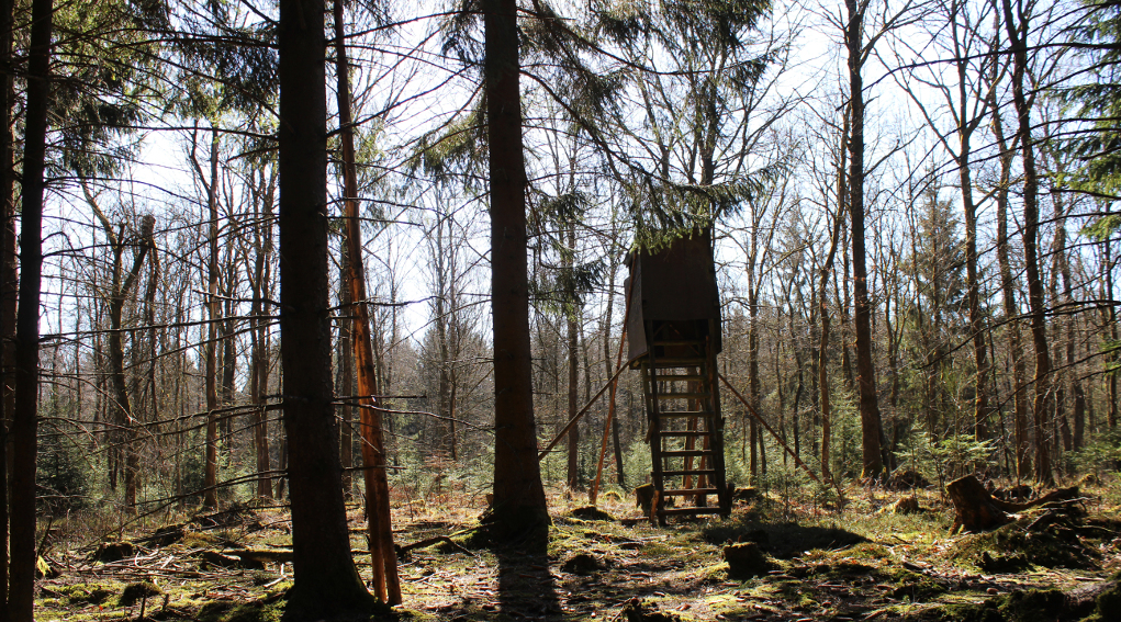 Possibile sostituire i rappresentanti delle associazioni venatorie nell’Atc la sentenza del Consiglio di Stato Possibile sostituire i rappresentanti delle associazioni venatorie nell’Atc la sentenza del Consiglio di Stato: altana in foresta