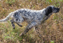 Prove cinofile: cabina di regia toscana chiede riavvio prove cinofile: setter da caccia corre in un prato