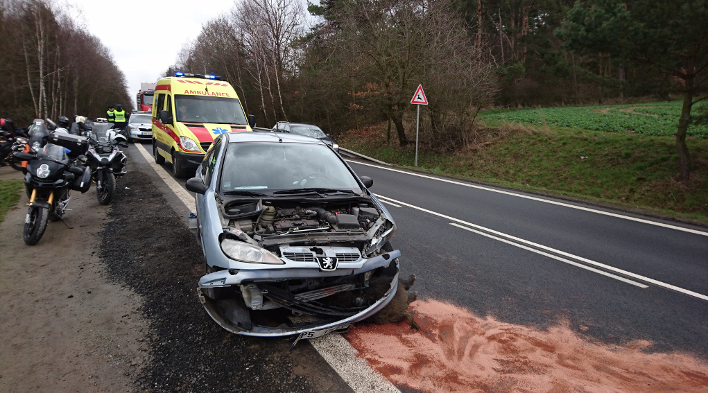 Risarcimento danni da incidenti stradali con selvaggina, la sentenza della Cassazione sulla responsabilità Risarcimento danni da incidenti stradali: incidente con cinghiale
