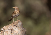 Rotte di migrazione dell’avifauna: la delibera della Lombardia sui valichi montani