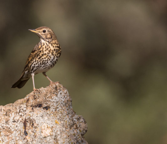 Rotte di migrazione dell’avifauna: la delibera della Lombardia sui valichi montani