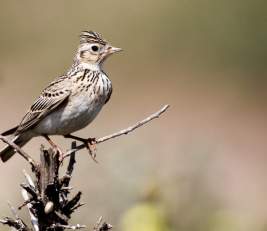 Specie cacciabili in Piemonte, ora si decide specie cacciabili in Piemonte: allodola su tronco
