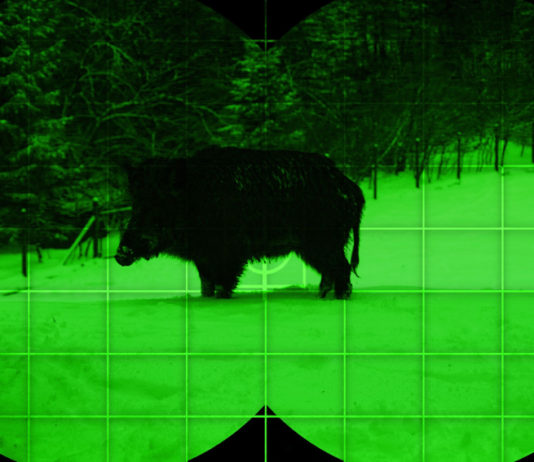 Termocamere e visori notturni, accordo Blaser-Liemke termocamere e visori notturni: cinghiale visto attraverso un binocolo termico
