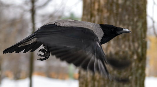 Caccia alle cornacchie: passione venatoria in ascesa caccia alle cornacchie passione venatoria in ascesa