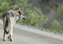 “Il lupo in città è protetto”, la sentenza della Corte di giustizia europea lupo in città