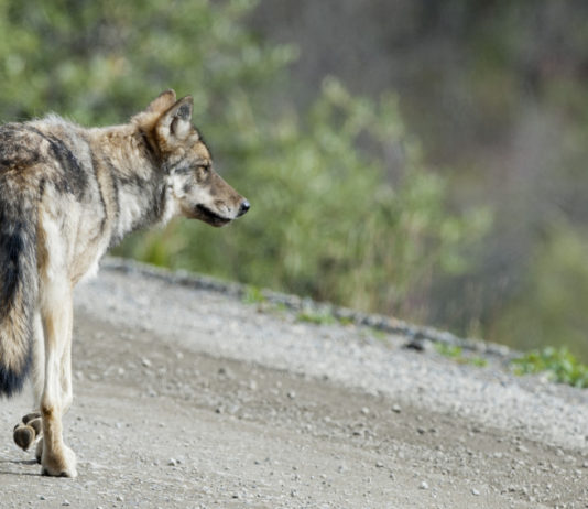 “Il lupo in città è protetto”, la sentenza della Corte di giustizia europea lupo in città