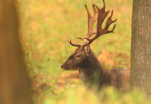 Alta formazione venatoria: ecco Ungulati 2.3 alta formazione venatoria: daino fotografato nella foresta