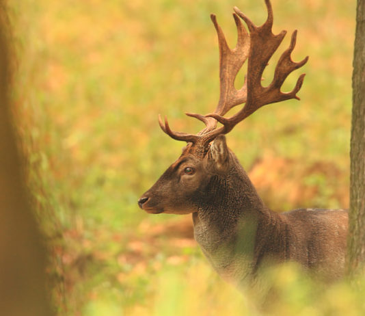Alta formazione venatoria: ecco Ungulati 2.3 alta formazione venatoria: daino fotografato nella foresta