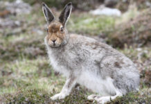 Approvato il calendario venatorio della Valle d’Aosta calendario venatorio della valle d'aosta: lepre variabile