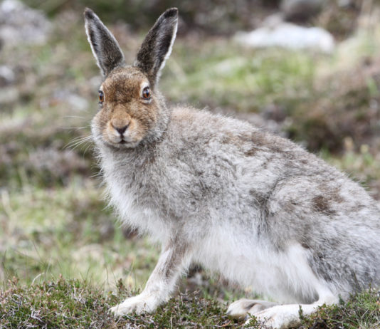 Approvato il calendario venatorio della Valle d’Aosta calendario venatorio della valle d'aosta: lepre variabile