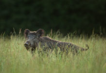 Braccata in Toscana, giunta approva delibera Braccata in Toscana: cinghiale nell'erba