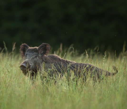 Braccata in Toscana, giunta approva delibera Braccata in Toscana: cinghiale nell'erba
