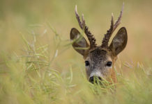 Caccia Magazine agosto 2020 in edicola dal 18 luglio foto di copertina di caccia magazine agosto 2020: capriolo spunta tra l'erba