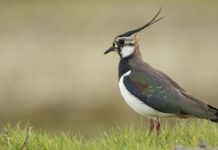 Caccia a moriglione e pavoncella, la sentenza del Tar caccia a moriglione e pavoncella: pavoncella in un prato