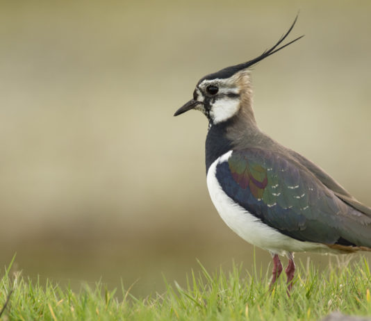 Caccia a moriglione e pavoncella, la sentenza del Tar caccia a moriglione e pavoncella: pavoncella in un prato