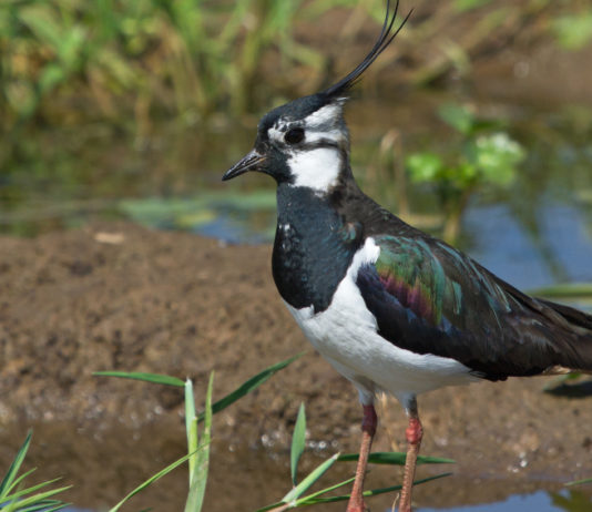 Caccia a moriglione e pavoncella, verso il sì dell’Umbria – Flash caccia a moriglione e pavoncella: pavoncella (Vanellus vanellus) in ambiente acquatico