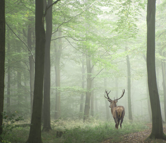 Caccia al cervo in Toscana, definiti piani e calendari caccia al cervo in Toscana: cervo nel bosco, visto da dietro