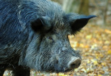 Caccia al cinghiale in Piemonte, consiglio modifica legge caccia al cinghiale in piemonte