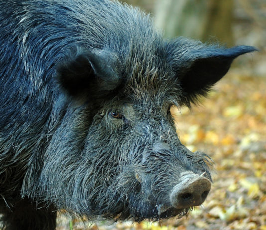 Caccia al cinghiale in Piemonte, consiglio modifica legge caccia al cinghiale in piemonte