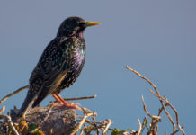Caccia in deroga allo storno in Toscana, novità sul tesserino caccia in deroga allo storno