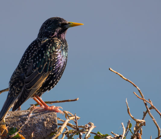 Caccia in deroga allo storno in Toscana, novità sul tesserino caccia in deroga allo storno
