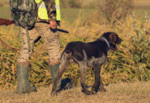 Calendario venatorio della Basilicata, c’è la pavoncella calendario venatorio della basilicata: cacciatore in alta visibilità con cane al suo fianco