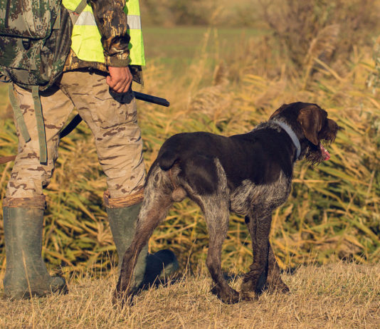 Calendario venatorio della Basilicata, c’è la pavoncella calendario venatorio della basilicata: cacciatore in alta visibilità con cane al suo fianco