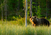 Carlo Rossella sull’orso in fuga: che c’entra “la criminale doppietta?” carlo rossella sull'orso in fuga