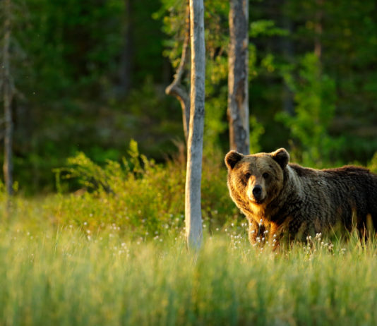 Carlo Rossella sull’orso in fuga: che c’entra “la criminale doppietta?” carlo rossella sull'orso in fuga