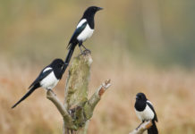 Controllo dei corvidi, la Toscana aggiorna il piano controllo dei corvidi: tre gazze su un albero