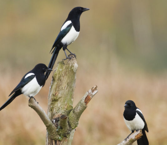 Controllo dei corvidi, la Toscana aggiorna il piano controllo dei corvidi: tre gazze su un albero