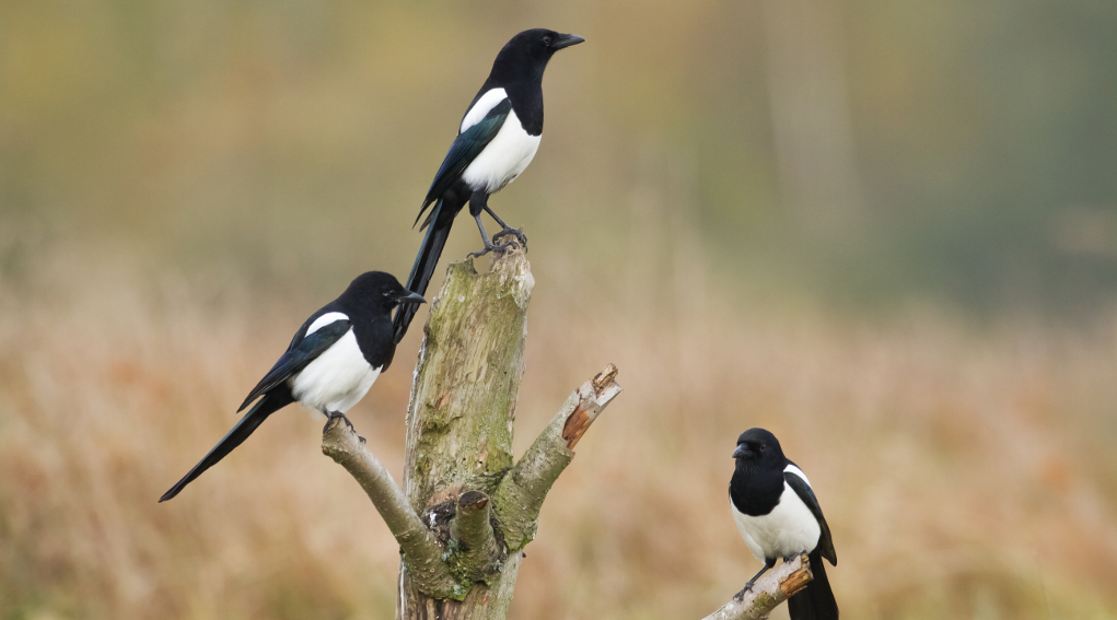 Controllo dei corvidi, la Toscana aggiorna piano controllo dei corvidi: tre gazze su un albero