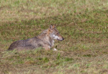 Controllo dei grandi carnivori, la risposta della Commissione europea controllo dei grandi carnivori: lupo disteso nell'erba