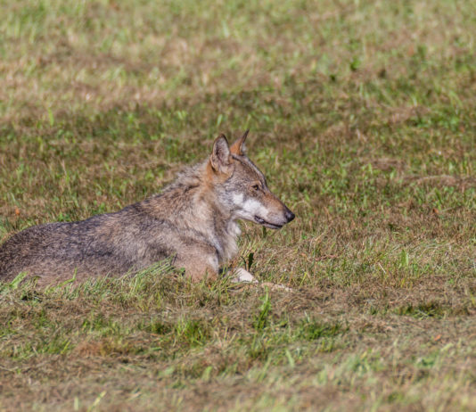 Controllo dei grandi carnivori, la risposta della Commissione europea controllo dei grandi carnivori: lupo disteso nell'erba