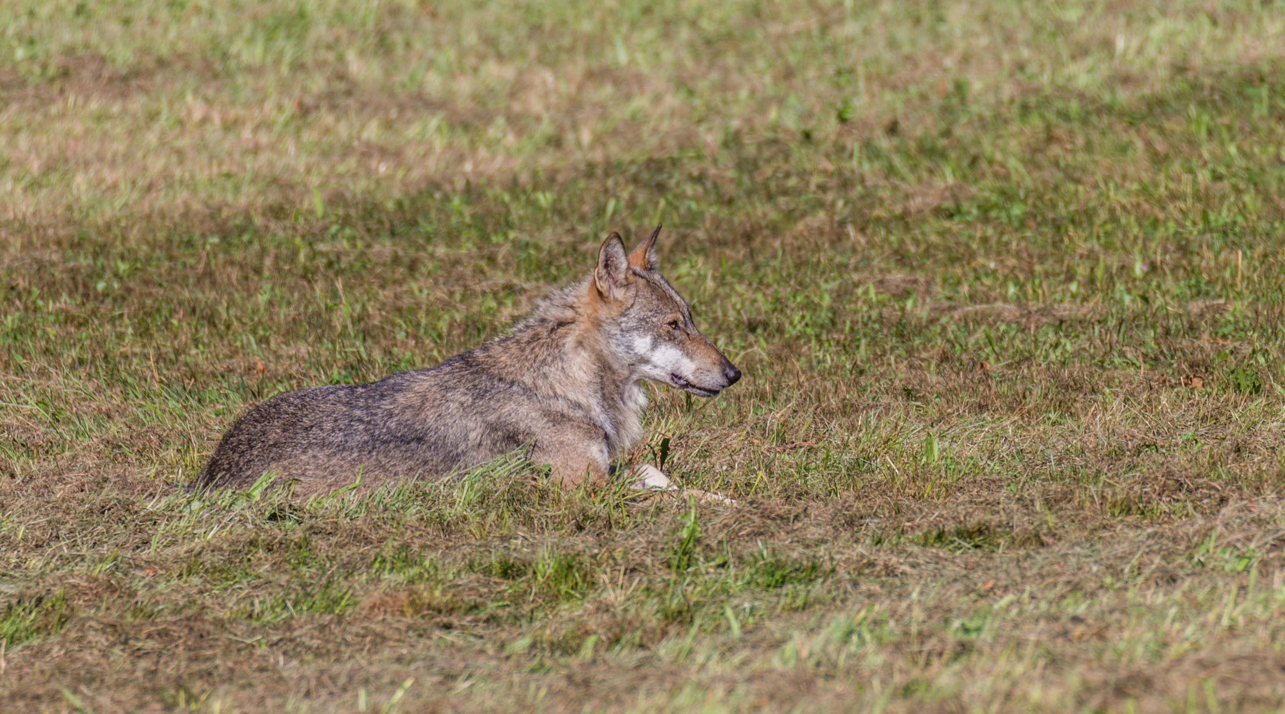 controllo dei grandi carnivori: lupo disteso nell'erba
