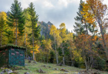 Giornate aggiuntive per la caccia alla migratoria: la decisione della Consulta giornate aggiuntive per la caccia alla migratoria: appostamento temporaneo