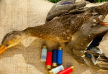 Interrogazione sulle munizioni in piombo, la risposta della Commissione interrogazione sulle munizioni in piombo: anatra cacciata con munizioni