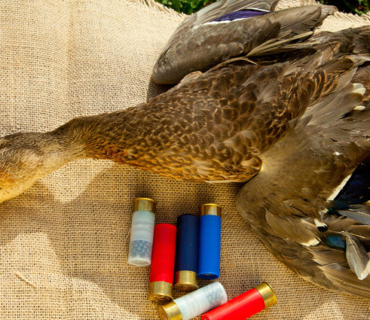 Interrogazione sulle munizioni in piombo, la risposta della Commissione interrogazione sulle munizioni in piombo: anatra cacciata con munizioni