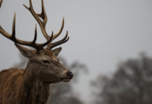 La caccia sostenibile: la recensione del libro di Marco Olivi la caccia sostenibile: cervo maschio in primo piano